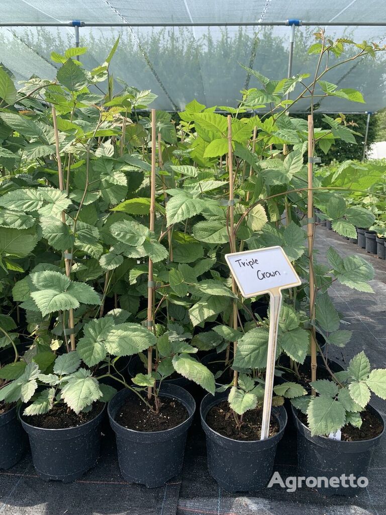 Blackberry seedling (RUBUS FRUTICOSUS L.)