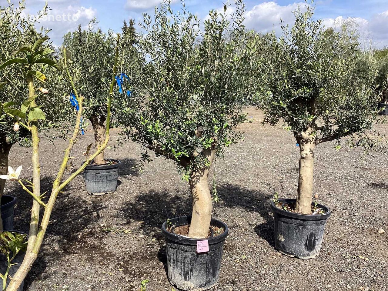 Olivenbaum (Winterhart) fruit tree sapling