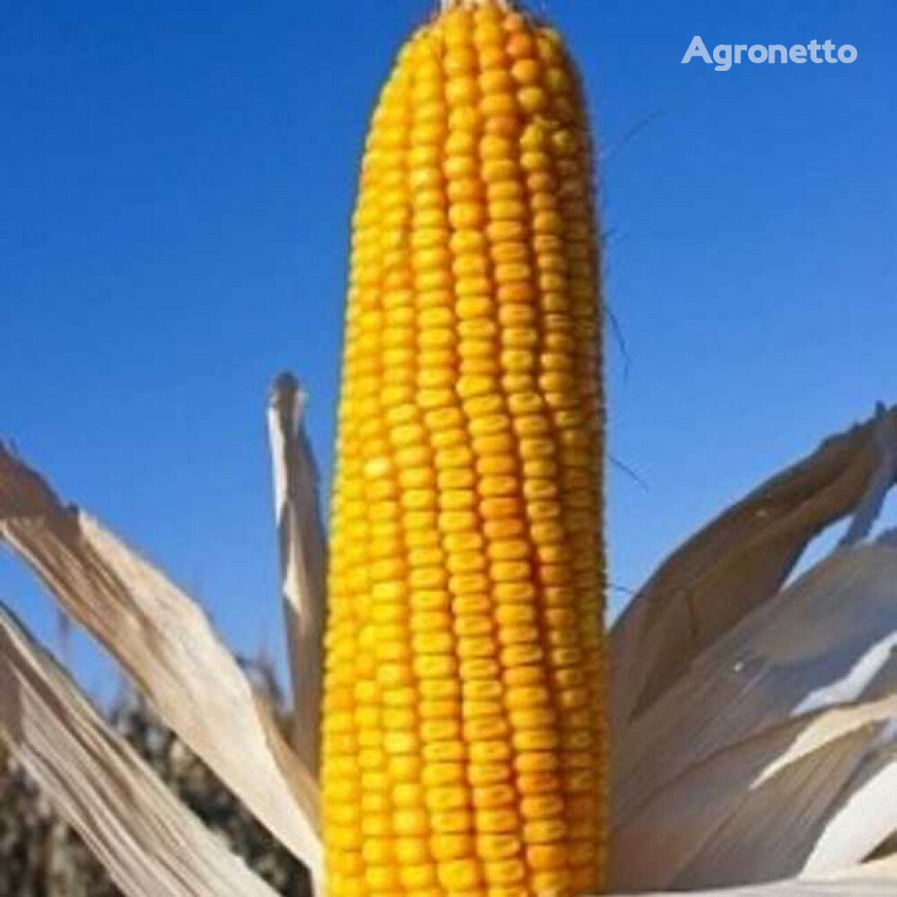 Corn seeds Dneprovsky 181 SV, FAO 180