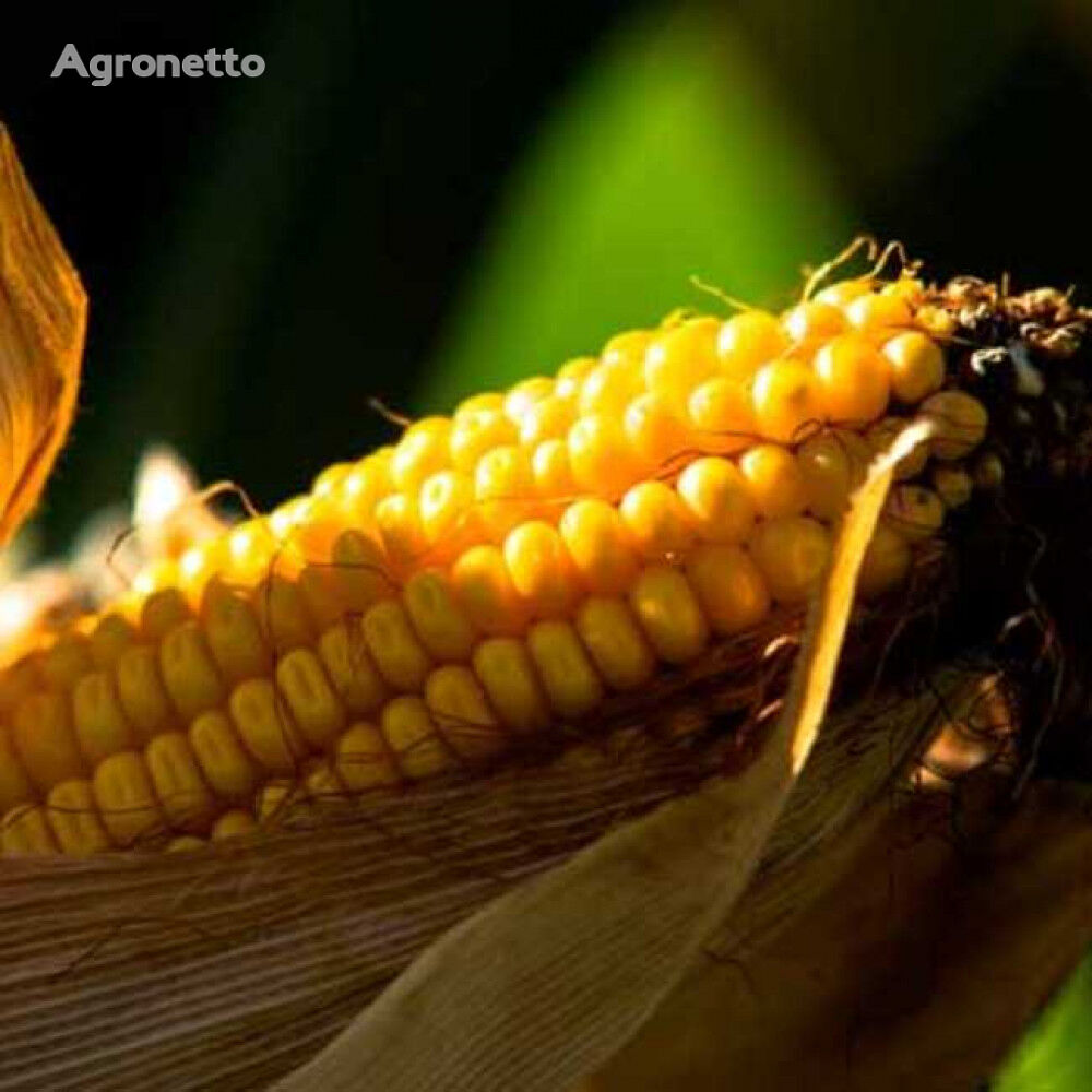 Corn seeds Solonyanskyi 298 SV, FAO 290