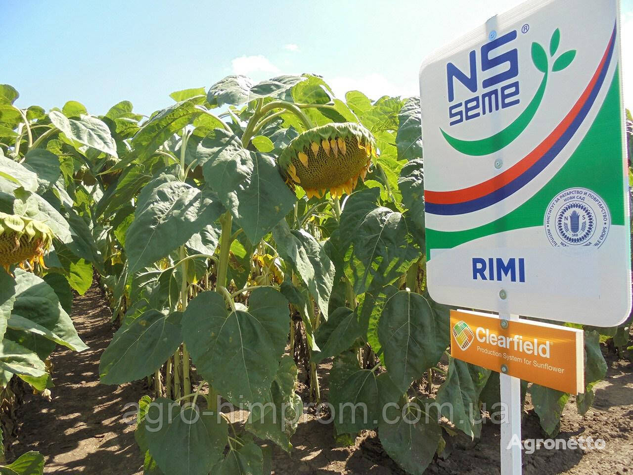Rimi sunflower seeds standard Clearfield (Euro-Lightning); p. v. 112 days high-yielding, 150,000 seeds
