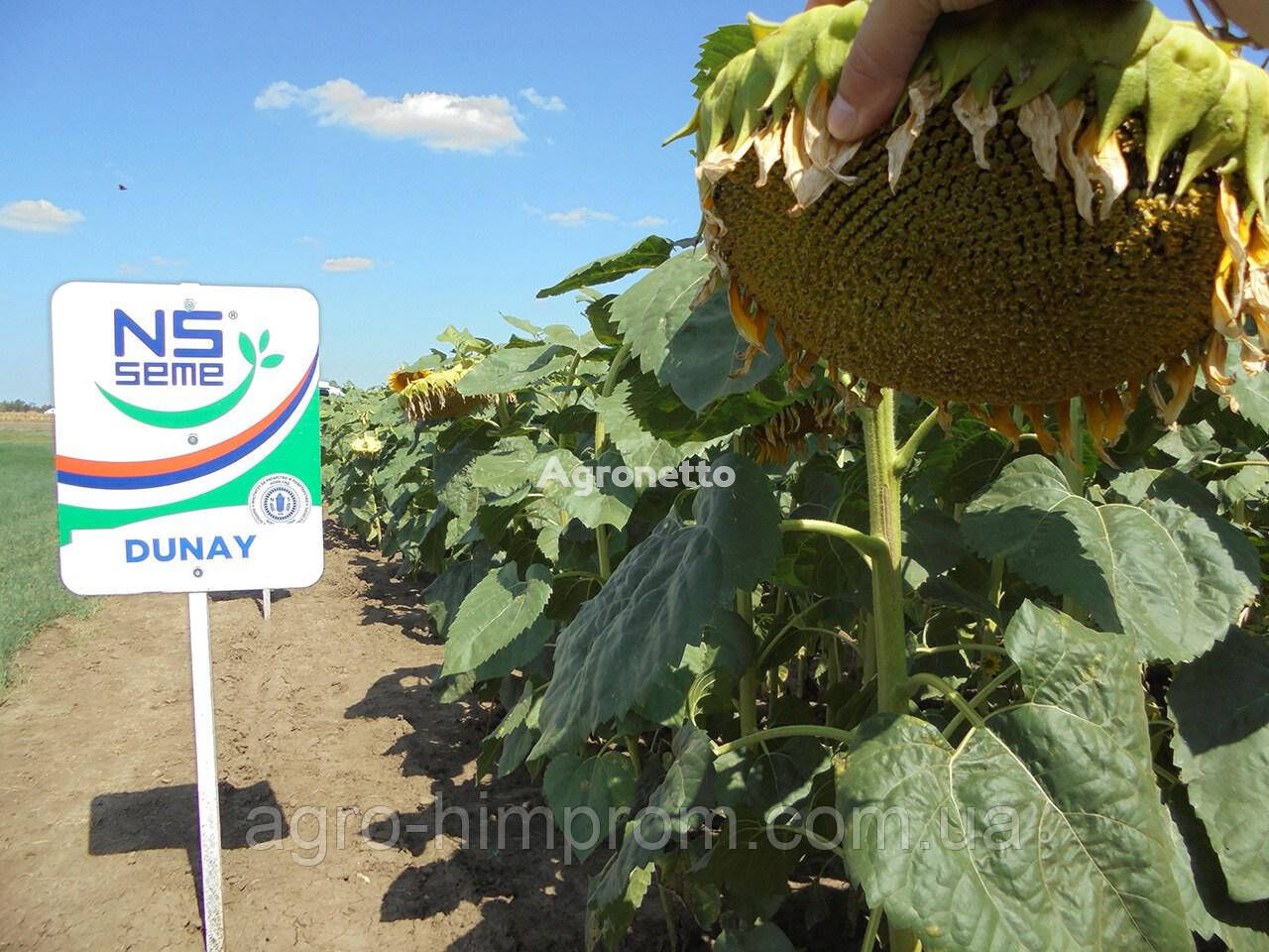 Sunflower seeds Danube standard p.v. 122 days; classic stress-resistant - 150,000