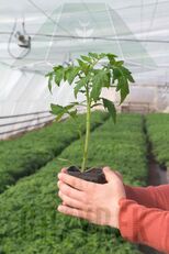 HONEY MOON RASPBERRY TOMATO - seedling